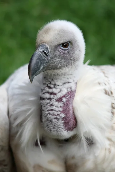 Cape vulture of griffon — Stockfoto