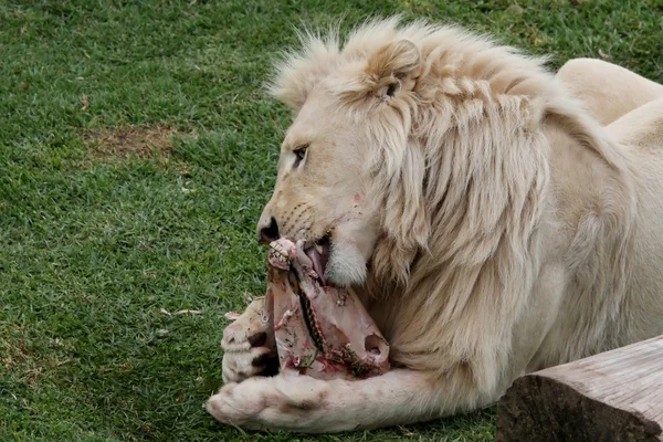 White Lion Eating — Stock Photo, Image