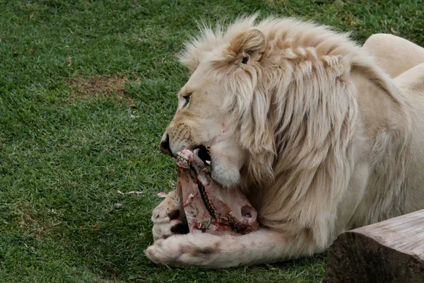 Witte leeuw eten — Stockfoto