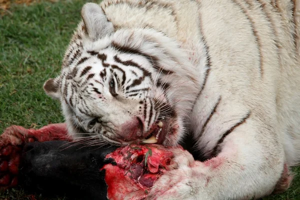 White Tiger Eating — Stock Photo, Image