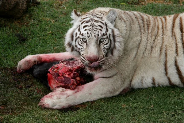 Witte tijger voeding — Stockfoto