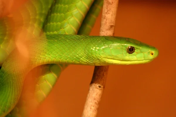Masum yılan — Stok fotoğraf