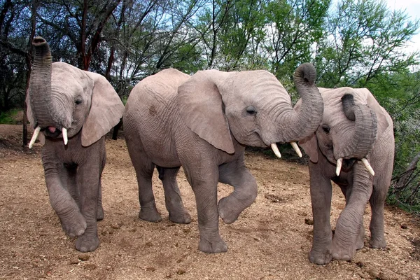 Elefantes bebés —  Fotos de Stock