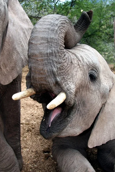 大象与张开嘴 — 图库照片
