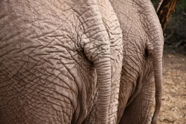 Dos d'éléphant — Photo