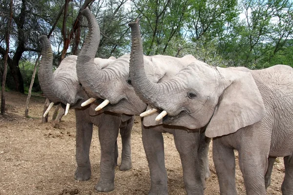 象のトリオ — ストック写真