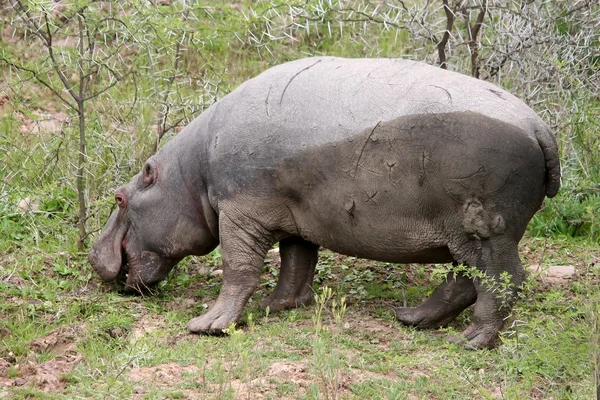 Hipopotam karmienia — Zdjęcie stockowe