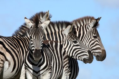 Zebra Group clipart