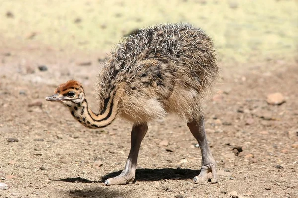 Lindo avestruz bebé —  Fotos de Stock