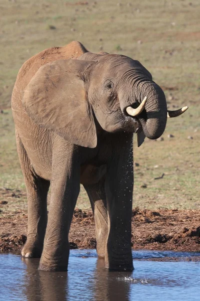 Elefante africano en Waterhole — Foto de Stock