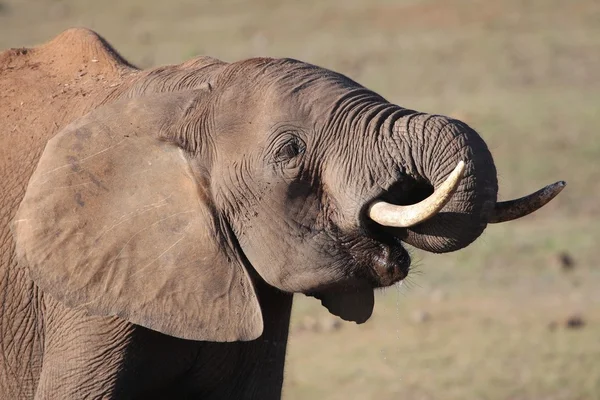 Африканский слон у водоносной скважины — стоковое фото
