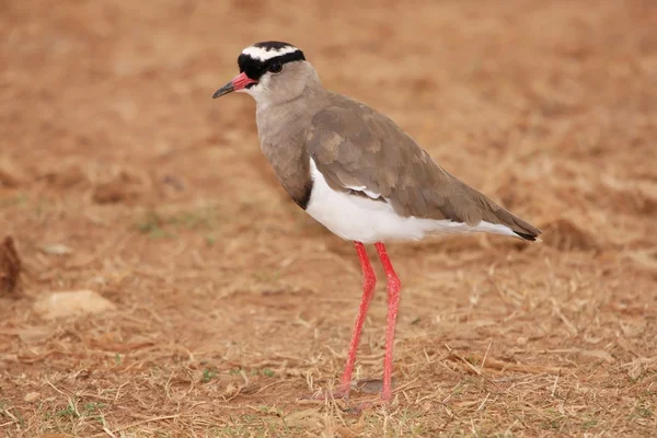 Crowned Plover Bird — Stock Photo, Image