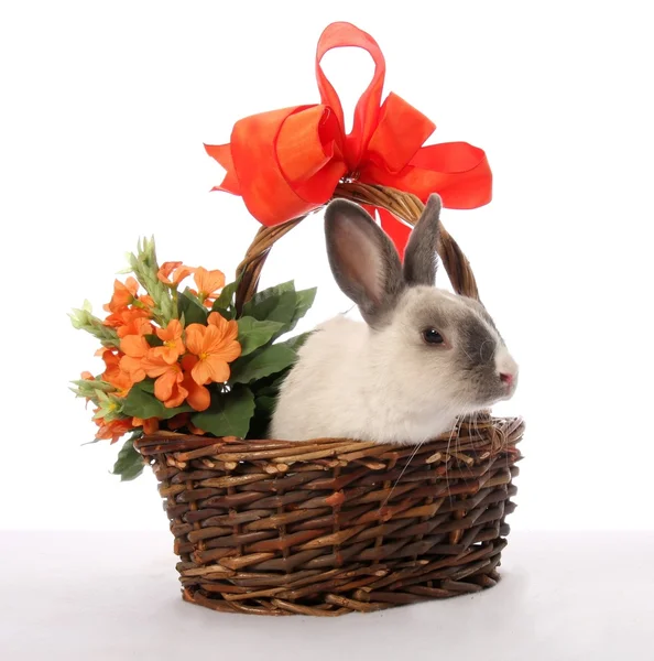 Кролик в плетеной корзине — стоковое фото