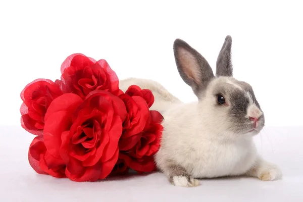 Coniglio coniglio e rose — Foto Stock