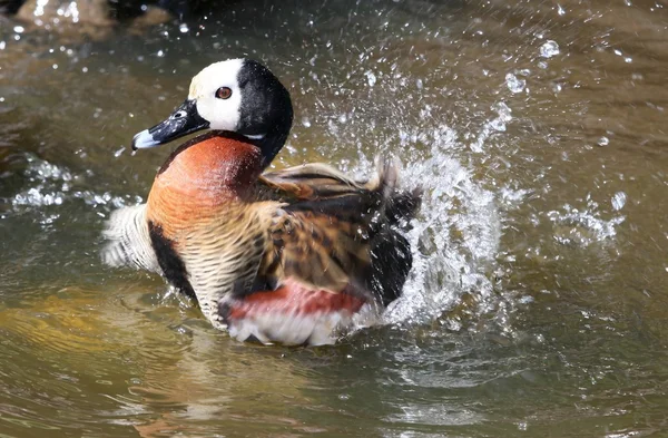 Bathing Duck — Stock Photo, Image