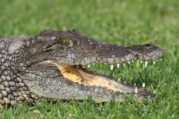 Krokodýl nilský portrét — Stock fotografie
