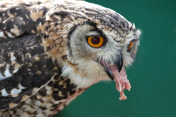 Spotted eagle owl eten — Stockfoto