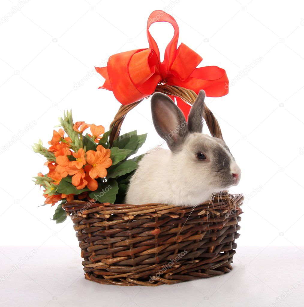 Bunny Rabbit in Wicker Basket