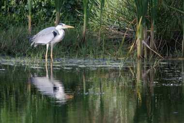 Grey Heron clipart