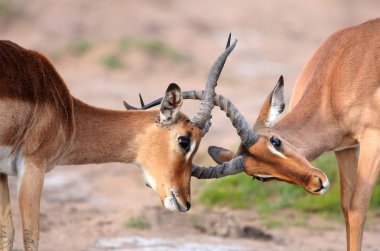 Fighting Impala Antelope clipart