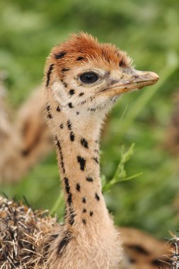 Ostrich Chick Portrait clipart