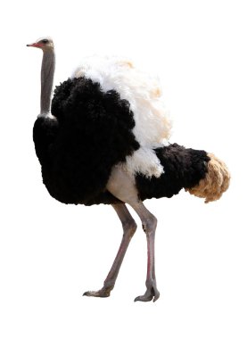 Male Ostrich Isolated clipart