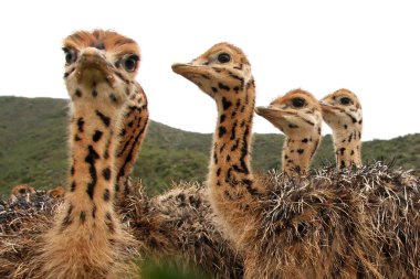 Ostrich Chicks clipart