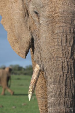 African Elephant Close Up clipart