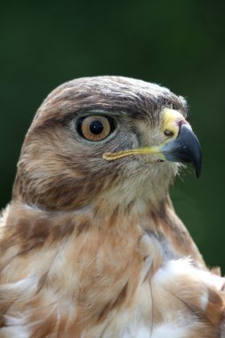 Kite Bird Portrait clipart