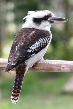 Kookaburra Bird clipart