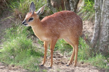 Grysbok Antelope clipart