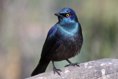 Glossy Starling Bird clipart