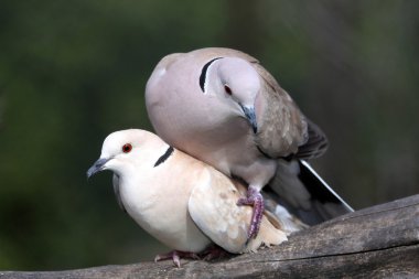 Mating Dove Birds clipart