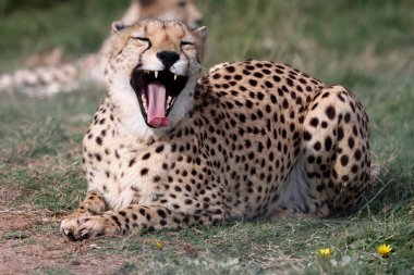 Cheetah vahşi kedi