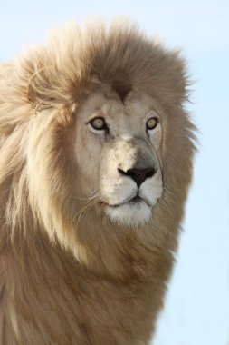 Magnificent Lion Portrait clipart