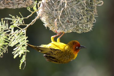 Cape Weaver Bird and Nest clipart