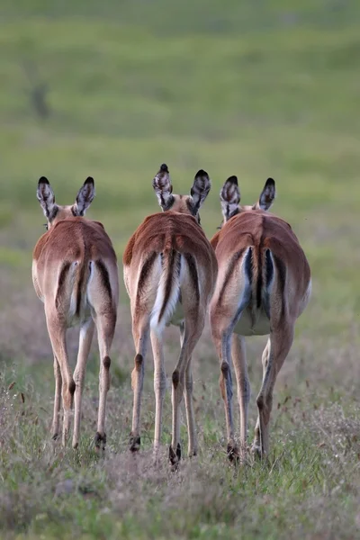 Imapala Antilope Rückansicht — Stockfoto
