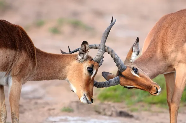 Gevechten impala antelope — Stockfoto