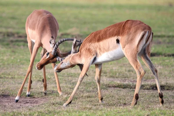 Boj impala antilopa — Stock fotografie