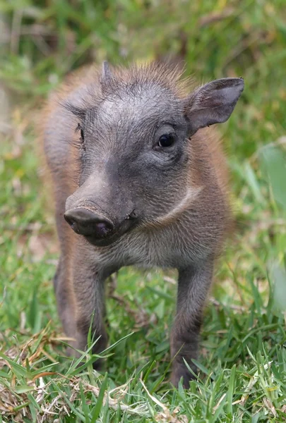 Warthog bebek — Stok fotoğraf