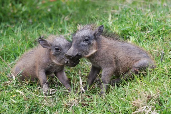 Niedliche Baby-Warzenschweine — Stockfoto