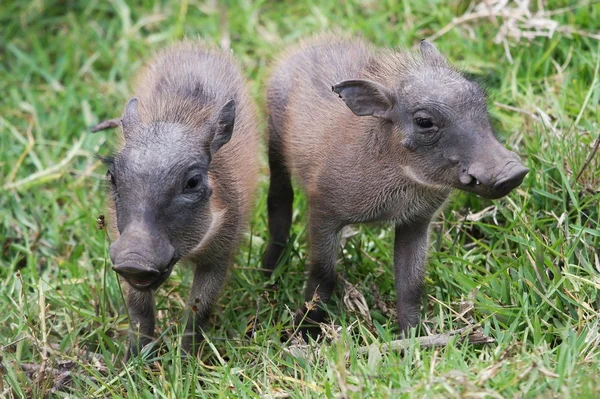 Cute Baby Warthogs — Stock Photo, Image