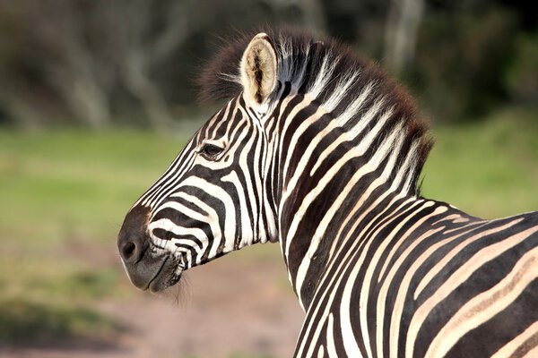 Portrait of a smiling plains zebra with distinctive stripes