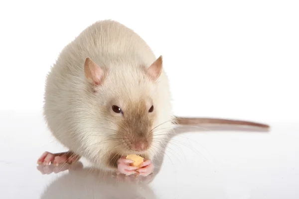 Sällskapsdjur råtta äter — Stockfoto