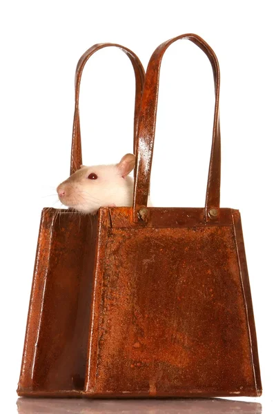 Крыса в корзине — стоковое фото