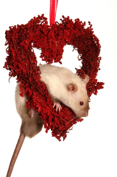 Rat in rood hart — Stockfoto