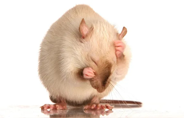 Sällskapsdjur råtta grooming — Stockfoto
