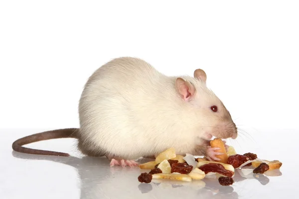 Evde beslenen hayvan iri fare yemek — Stok fotoğraf