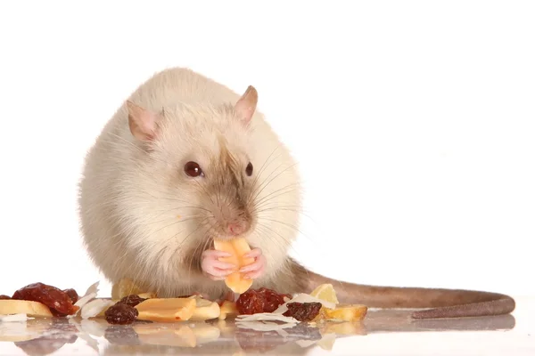 Sällskapsdjur råtta äter — Stockfoto
