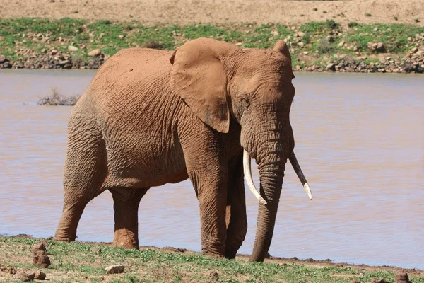 African Elephant Male — Stock Photo, Image